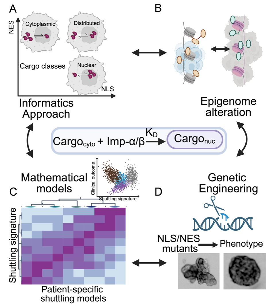 Altered transport, epigenome and tumorigenesis in breast cancer