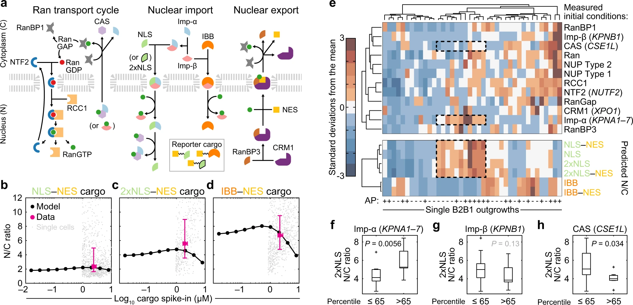 Nucleocytoplasmic transport of active HER2 causes fractional escape from the DCIS-like state